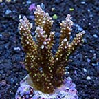 Acropora nana